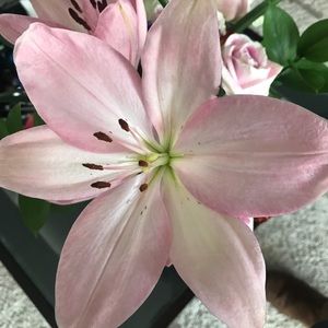 Meet your Posher, Ambrey